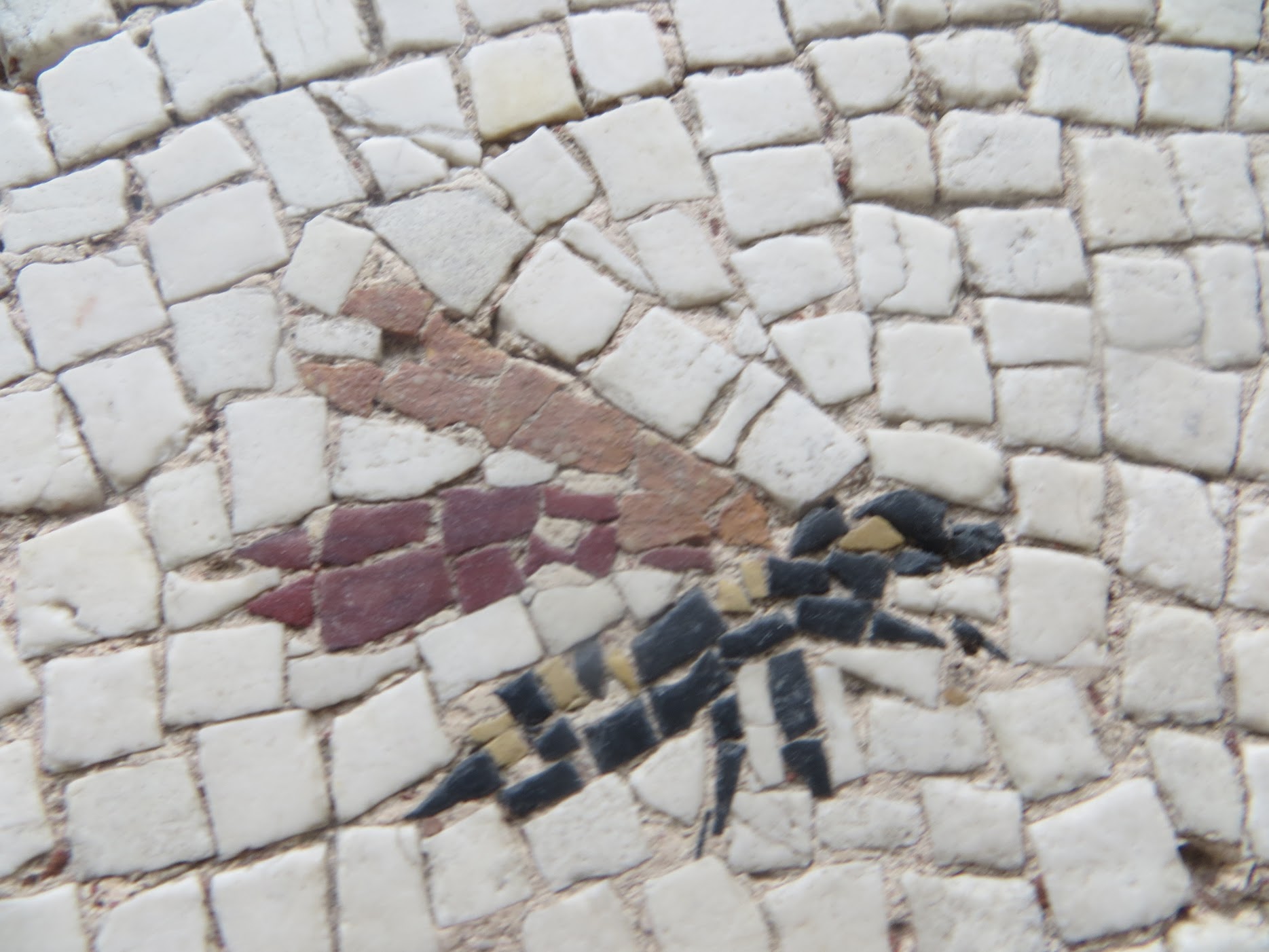 Détail d’une mosaïque de Saint-Romain-en-Gal